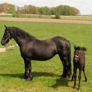 Friesland black horses