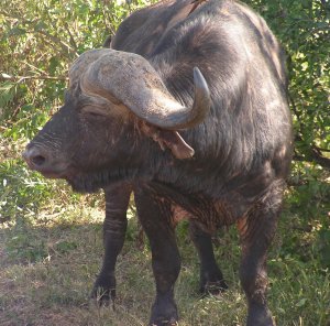 Buffalo