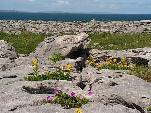Spring flowers in the clints with Aran islands out to sea