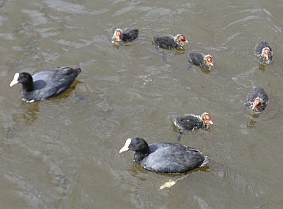 The Coot family