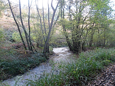Dowles Brook Wyre Forest