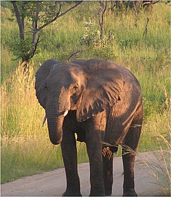 Elephant in Kruger