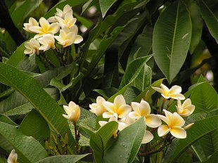 Frangipani