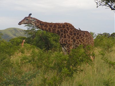 Giraffe