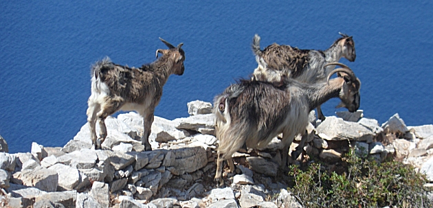 Goats at Paleocastro