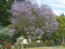 Jacaranda tree near Millton Vineyard Gisborne