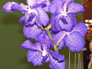 Orchid at Kirstenbosch