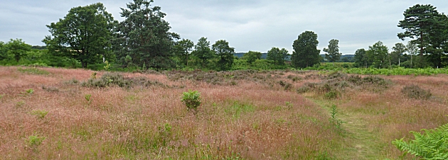 Pink grasses at Devils Spittleful Reserve