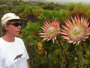 Proteas on Table Mountain