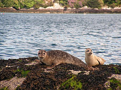 Basking seals in Bantry Bay