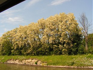 Trees in blossom on the grand gaberit