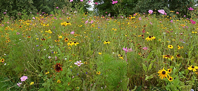 Wild flowers in the orchard at Hanbury Hall