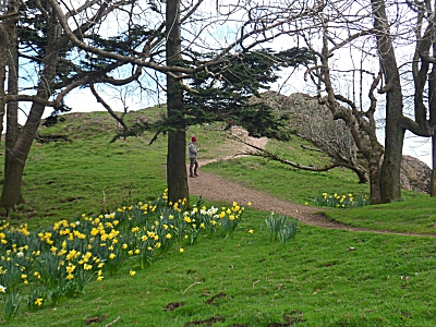 Daffodils at the summit of the Wrekin