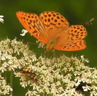 Butterfly and copulating waspy thingies Butterfly and copulating waspy thingies