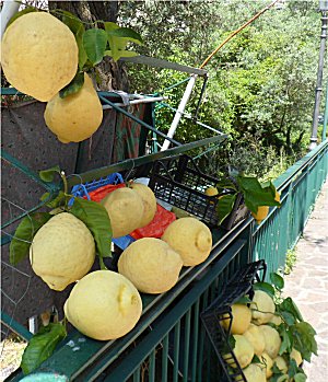 Big lemons