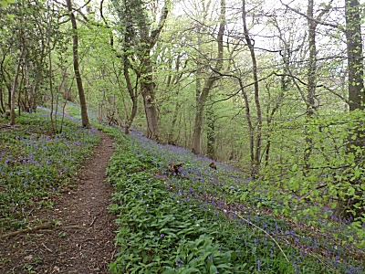 Bluebell wood on Wenlock Edge