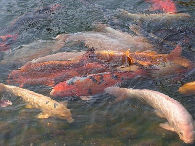 Carp