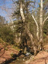 Cedar Valley Troodos Mountains Cedar Valley Troodos Mountains