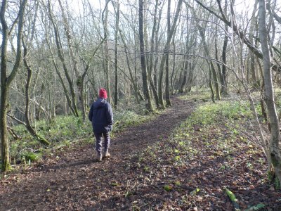 The Cotswold Way at Lineover Wood