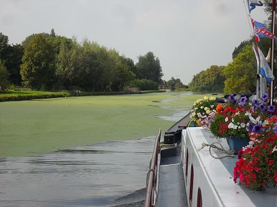 Duckweed on the Oude Rijn