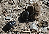 Dung Beetles rolling dung.