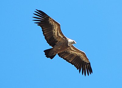 Griffin Vulture.
