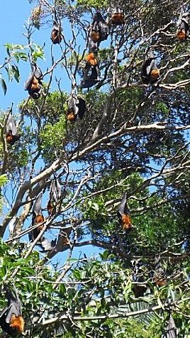 Flying foxes in Sydney botanics