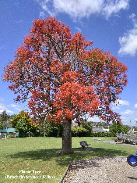 Flame Tree in Tauranga