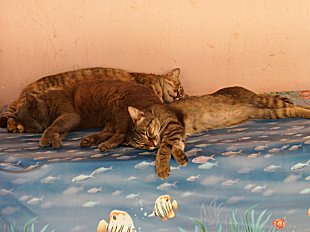 Three sleepy Positano residents