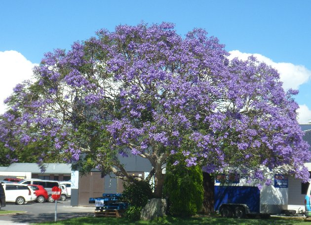 Jacaranda in Tauranga