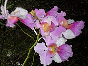 Orchid Miss Joaquim