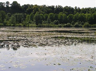 Water lillies on a Somme lake