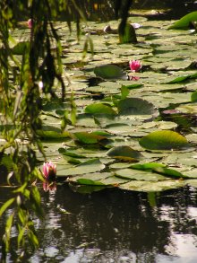 Water lilies at Monet's garden at Giverny Water lilies at Monet's garden at Giverny
