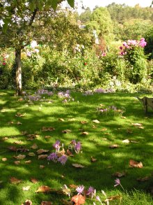 Monet's garden at Giverny Monet's garden at Giverny