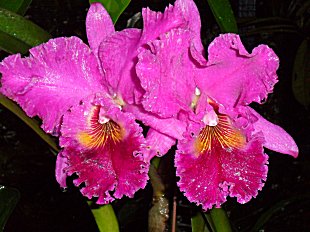 Orchid in Singapore Botanic Garden
