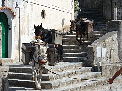 Pack Ponies at Minuta