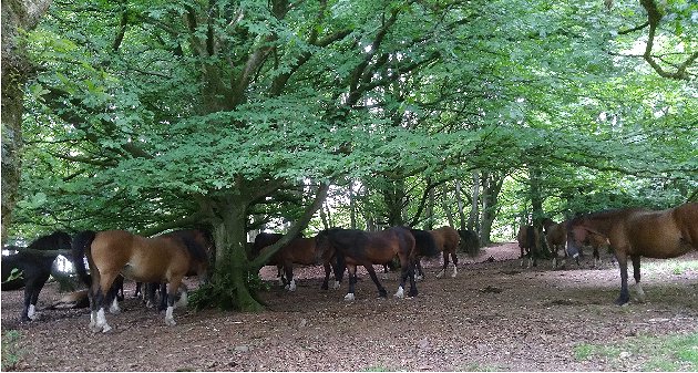Quantock Ponies