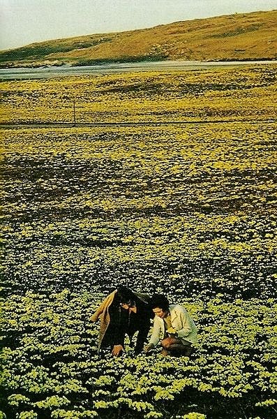 Primroses being picked on Barra Primroses being picked on Barra
