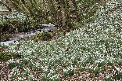 Snowdrop Valley near Wheddon Cross, Somerset