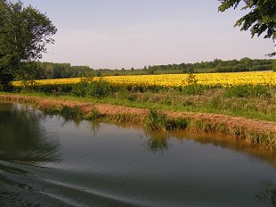 Sunflower field from the canal style=