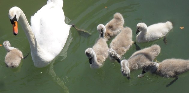 Swan and cygnets at St Jean