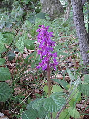 Marsh Orchid on Wenlock Edge